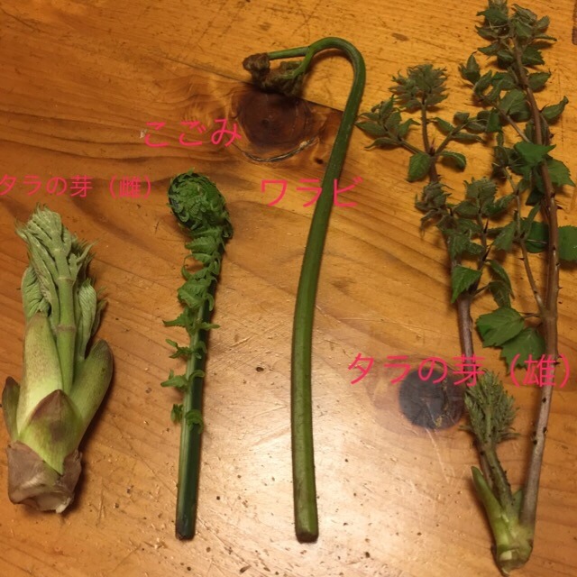 春の食べ物 山菜