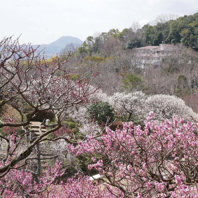 中山寺梅林再び#最近撮った写真は