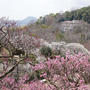 中山寺梅林再び#最近撮った写真は