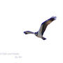 ■ウォーキング野鳥撮り編【昨日の清流の里で撮影分とストック野鳥さんです。】
