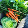 【Instagram】妙に色気のあるニンジンが収穫された件#ニンジン #家庭菜園 #carrots #sexycarrot