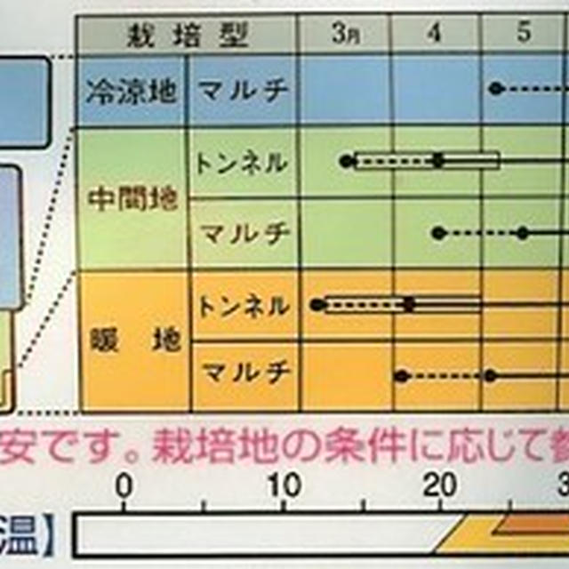 トウモロコシの育て方☆種まき3月・4月