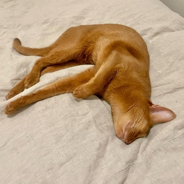 ひめちゃんの寝相も、なかなか独特