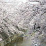子どもたちを連れて、町田・恩田川の桜を見に行ってきた！