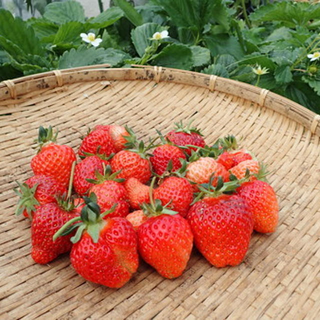 イチゴ栽培 ランナー切る時期 By 根岸農園さん レシピブログ 料理ブログのレシピ満載
