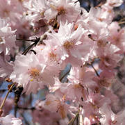 4月14日の秩父清雲寺の枝垂桜　お昼は蕎麦で