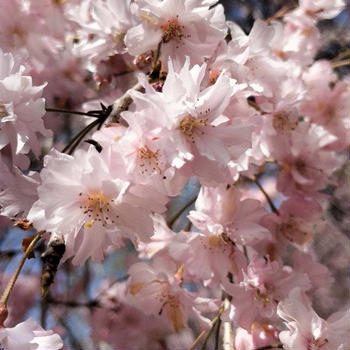4月14日の秩父清雲寺の枝垂桜　お昼は蕎麦で