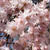 4月14日の秩父清雲寺の枝垂桜　お昼は蕎麦で