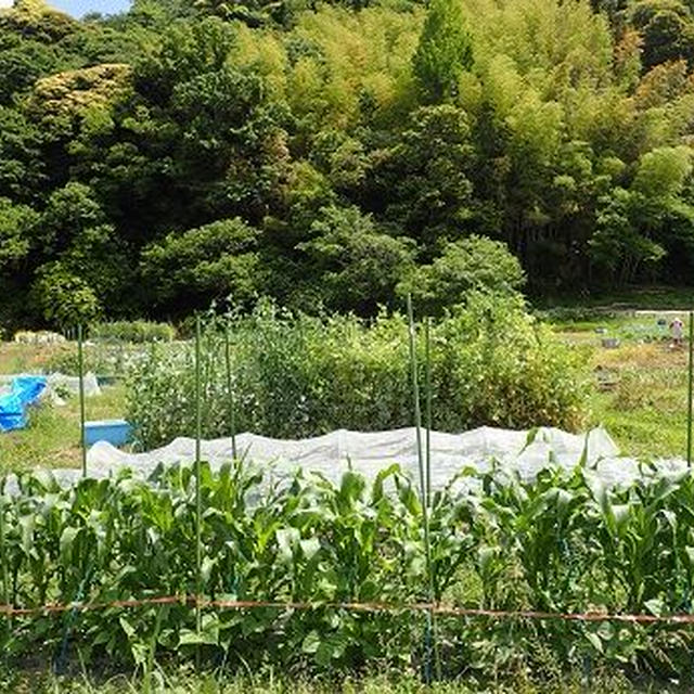 大収穫祭り☆葉山農園（5月下旬）