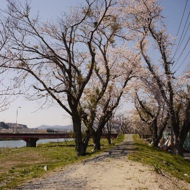 大川沿いの桜
