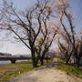 大川沿いの桜