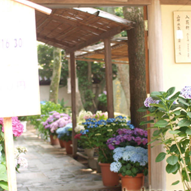 筥崎宮あじさい苑