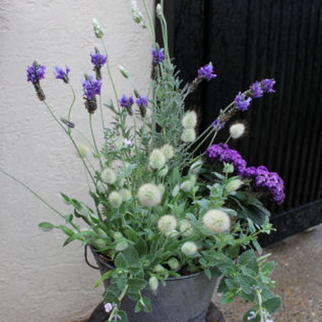 寄せ植え 香りのお花たち ラベンダーとヘリオトロープで By のりママさん レシピブログ 料理ブログのレシピ満載