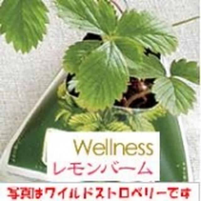 【兼松ウェルネス】ウェルネスレモンバーム＋ハーブ栽培