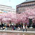 ストックホルムの桜　４/２６