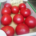 トマトまるごと１箱でトマトソース作り