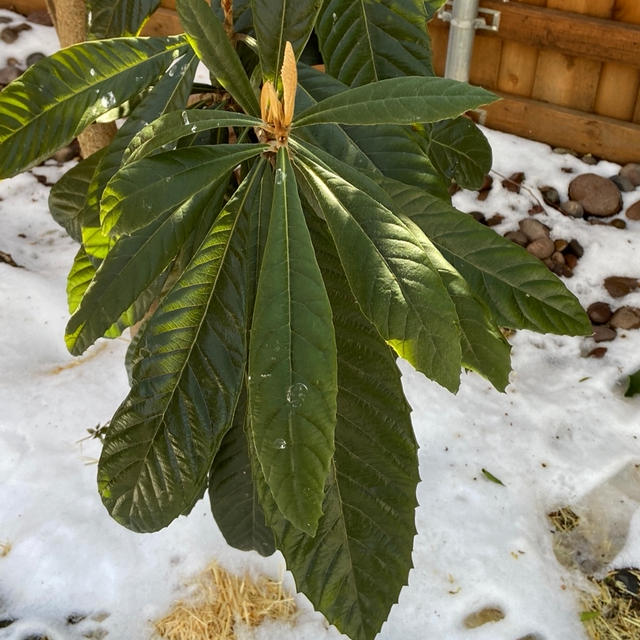 気温が上がって　やっと雪解けのテキサス州ダラス