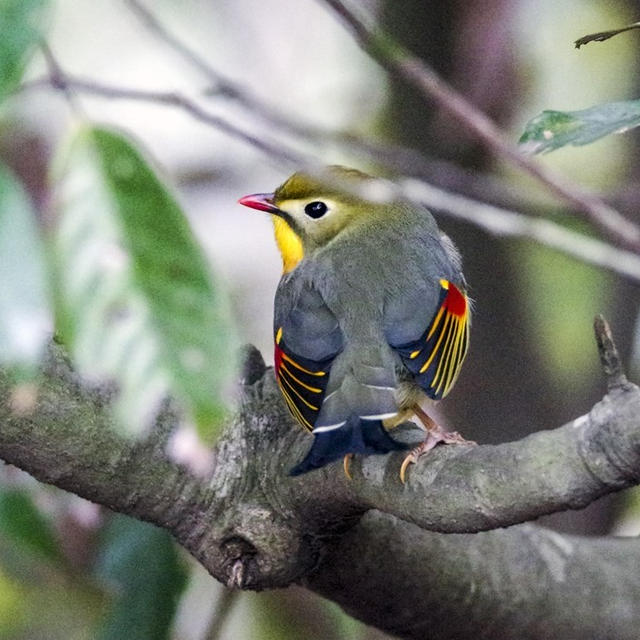 初見！ソウシチョウ