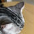 猫の病気