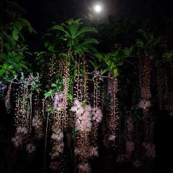 夜に咲くサガリバナの美しさ！