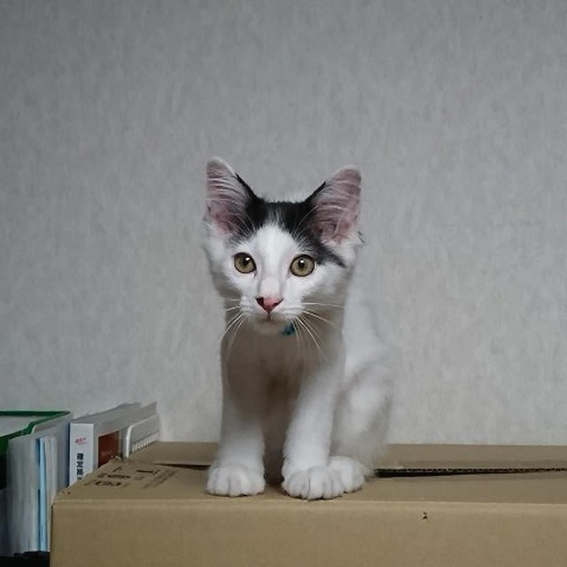 【小梅・さくら・桃之介通信】写真を比べると成長が一目瞭然