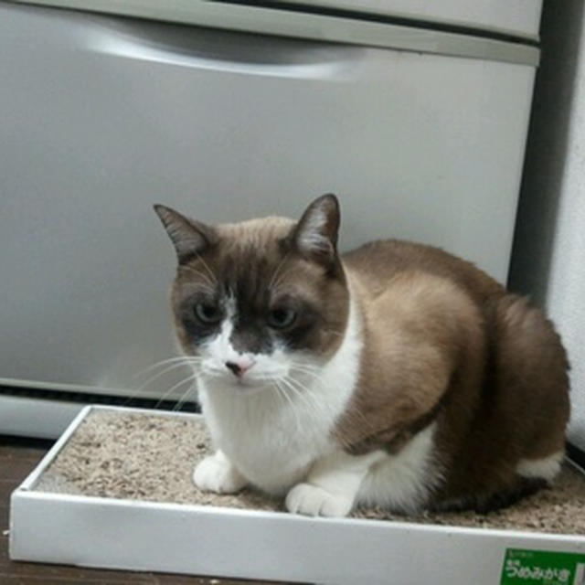 疲れて家に帰ってみたら