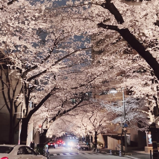 夜桜^ - ^！