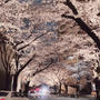 夜桜^ - ^！