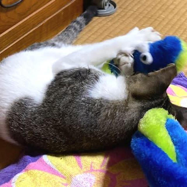 子猫vsニョロニョロさん