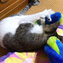 子猫vsニョロニョロさん