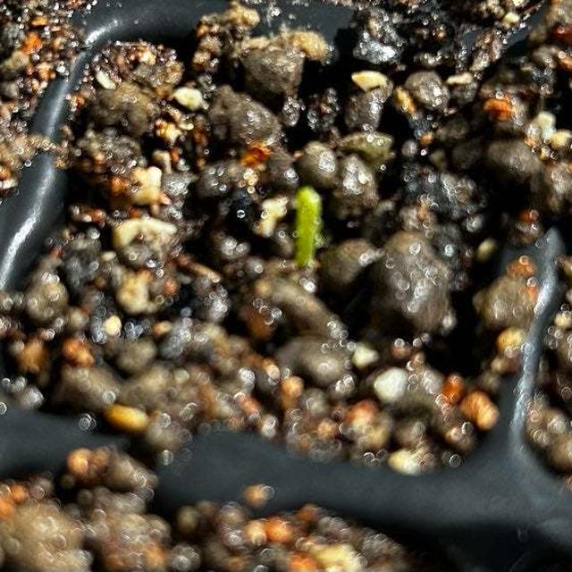 唐辛子がやっと発芽