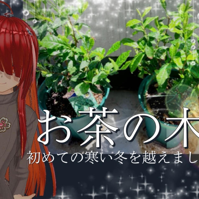 チャノキ（お茶の木）の鉢植えにゼニゴケが生えていたので、テラリウムを作りました。
