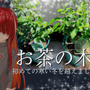チャノキ（お茶の木）の鉢植えにゼニゴケが生えていたので、テラリウムを作りました。