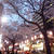 中野の桜道