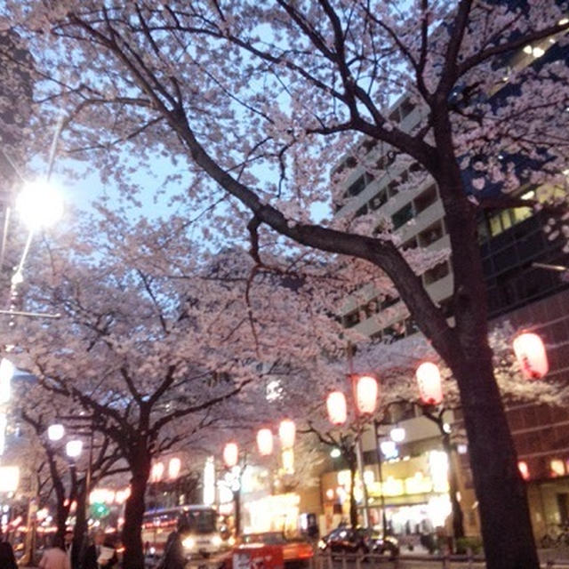 中野の桜道