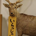 鹿のたたき