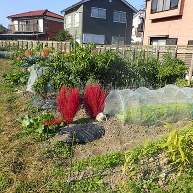 はじめての家庭菜園（11月上旬）☆種まきトンネル栽培