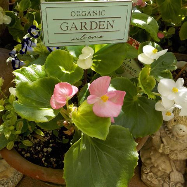 秋の庭・挿し芽で作った寄せ植えとヒューケラ