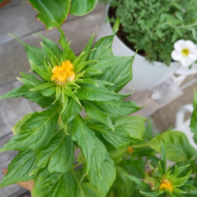 ケイトウの花、種から育てました
