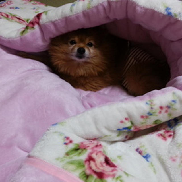 ぽんたハウス