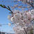 真鯛のハス蒸し桜餅風♪ 清々しい春の日。