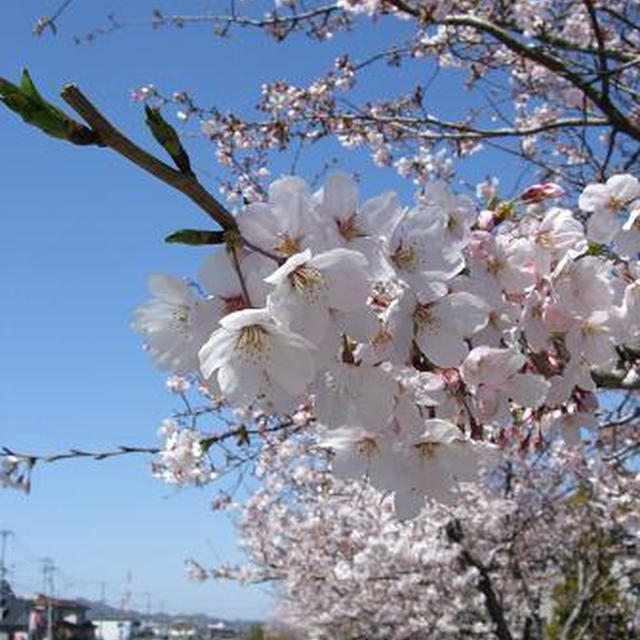 真鯛のハス蒸し桜餅風♪ 清々しい春の日。