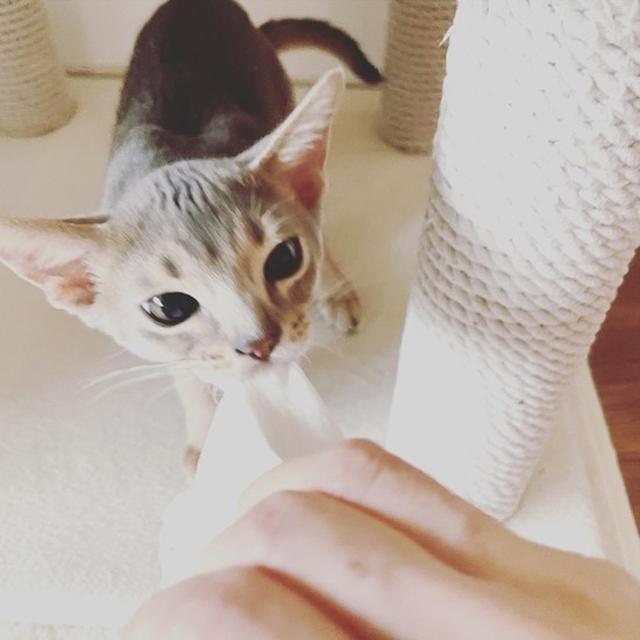 猫と一緒にお掃除( ꒪⌓꒪)
