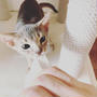猫と一緒にお掃除( ꒪⌓꒪)