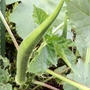 庭の野菜と魔法の美術館
