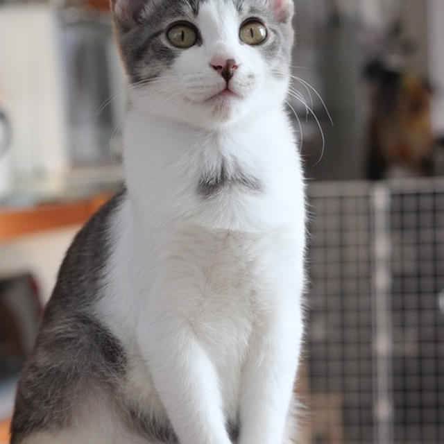 元保護猫✳︎４ヶ月になりました〜るいとらん〜