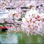 京の桜とモクモクファーム京都店でランチ