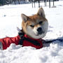 雪がすごいのよ〜