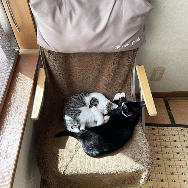 スノピのローチェアでくつろぐ はちとてん