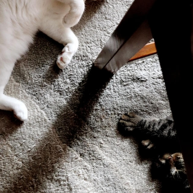 猫様と・・ピンチヒッター生姜の甘酢漬け♪